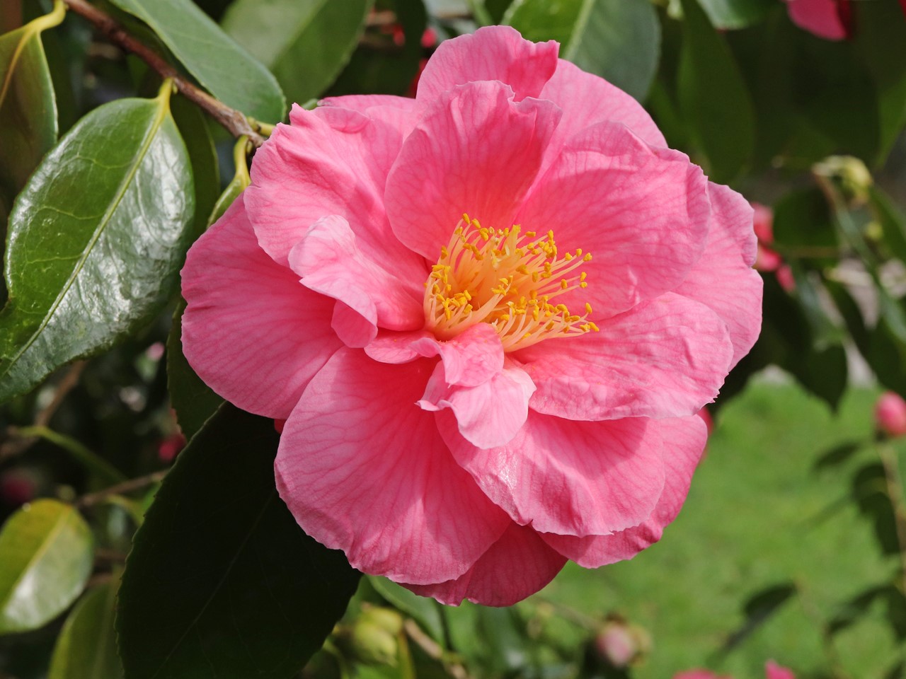 C. japonica 'Lucy Hester'
